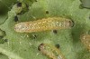 Diarsia rubi: Eiraupe (e.o. Ostfriesland, Esens, F2-Nachzucht von Raupen Ende April 2022) [S]