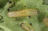 Diarsia rubi: L1 larva (e.o. rearing, NW-Germany, Esens, F2-breeding originating from larvae in late April 2022) [S]