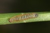 Diarsia rubi: L2-Raupe (e.o. Ostfriesland, Esens, F1-Nachzucht von Raupen Ende April 2022) [S]