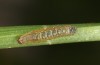 Diarsia rubi: L2 larva (e.o. rearing, NW-Germany, Esens, F1-breeding originating from larvae in late April 2022) [S]