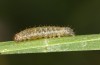 Diarsia rubi: L2 larva (e.o. rearing, NW-Germany, Esens, F1-breeding originating from larvae in late April 2022) [S]