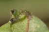 Diarsia rubi: L1 larva (e.o. rearing, NW-Germany, Esens, F1-breeding originating from larvae in late April 2022) [S]