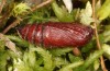 Cerastis rubricosa: Pupa (e.l. rearing, S-Germany, Kempter Wald, larva on 20. June 2021) [S]