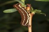 Cerastis rubricosa: Half-grown larva on Vaccinium uliginosum (e.l. rearing, S-Germany, Kempter Wald, larva on 20. June 2021) [S]