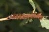 Cerastis rubricosa: Half-grown larva on Vaccinium uliginosum (e.l. rearing, S-Germany, Kempter Wald, larva on 20. June 2021) [S]