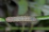 Cerastis rubricosa: Half-grown larva (Algaeu Alps, Germany, Hinterstein, 1600m asl, June 2014) [M]