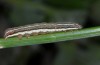 Cerastis rubricosa: Half-grown larva (Algaeu Alps, Germany, Hinterstein, 1600m asl, June 2014) [M]