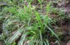 Apamea rubrirena: Larvalhabitat im Nordschwarzwald: Festuca altissima an einer Waldböschung [N]