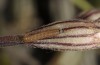 Hadena ruetimeyeri: L2-larva (Col de Puymorens, July 2013) [S]