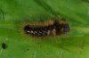 Acronicta rumicis: Half-grown larva [M]