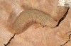 Agrochola rupicapra: Larva (Cyprus, Kidasi, early April 2018) [S]