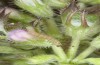 Apaustis rupicola: Young larva (ex Greece, Siatista, early June 2021) [S]