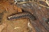 Agrotis rutae: Halbwüchsige Raupe (Madeira, Encumeada, 1500m NN, März 2013) [M]