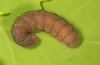 Spudea ruticilla: Larva [S]