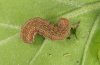 Spudea ruticilla: Half-grown larva [S]