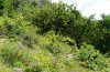 Spudea ruticilla: Larvalhabitat im Vinschgau, Juni 2011. Hier wurden Mitte April zahlreiche Raupen an blühenden Flaum-Eichen gefunden. [N]