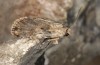 Agrotis sabine: Female (e.l. rearing, Cyprus, NE Paphos, larva in late February 2017) [S]
