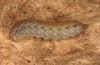 Agrotis sabine: Larva (Cyprus, Paphos, late February 2017) [S]