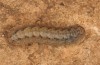 Agrotis sabine: Larva (Cyprus, Paphos, late February 2017) [S]