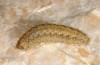 Agrotis sabine: Larva (Cyprus, Paphos, late February 2017) [S]