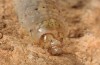 Agrotis sabine: Larva (Cyprus, Paphos, late February 2017) [S]