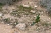 Agrotis sabine: Larval habitat (Cyprus, Paphos, late February 2017) [N]