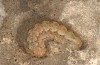 Agrotis sabine: Larva (Cyprus, Paphos, late February 2017) [M]