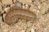 Agrotis sabine: Larva (Cyprus, Paphos, late February 2017) [M]