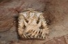 Agrotis sabine: Male (e.l. rearing, Cyprus, Paphos, larva in late February 2017) [S]