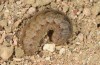 Agrotis sabine: Larva (Cyprus, Paphos, late February 2017) [M]