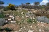 Agrotis sabine: Larval habitat (Cyprus, Paphos, late February 2017) [N]