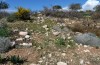 Agrotis sabine: Larvalhabitat (Zypern, Paphos, Ende Februar 2017) [N]