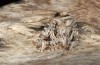 Agrotis sabine: Male (e.l. rearing, Cyprus, Paphos, larva in late February 2017) [S]