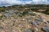 Agrotis sabine: Larvalhabitat (Zypern, Paphos, Ende Februar 2017) [S]