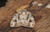 Agrotis sabine: Male (e.l. rearing, Cyprus, Paphos, larva in late February 2017) [S]