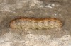 Agrotis sabine: Larva (Cyprus, Paphos, late February 2017) [S]