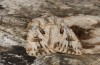Agrotis sabine: Male (e.l. rearing, Cyprus, Paphos, larva in late February 2017) [S]