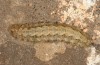 Agrotis sabine: Larva (Cyprus, Paphos, late February 2017) [S]