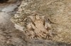 Agrotis sabine: Male (e.l. rearing, Cyprus, Paphos, larva in late February 2017) [S]