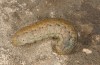Agrotis sabine: Larva (Cyprus, Paphos, late February 2017) [S]