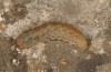 Agrotis sabine: Larva (Cyprus, Paphos, late February 2017) [S]