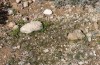 Agrotis sabine: Larval habitat (Cyprus, Paphos, late February 2017) [N]
