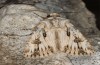 Agrotis sabine: Male (e.l. rearing, Cyprus, Paphos, larva in late February 2017) [S]