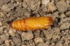 Agrotis sabine: Male pupa (e.l. rearing, Cyprus, Paphos, larva in late February 2017) [S]
