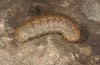 Agrotis sabine: Larva (Cyprus, Paphos, late February 2017) [M]