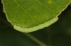 Colobochyla salicalis: Larva in the penultimate instar in moult rest into the last instar (Lower Austria, Hainburg, Hundsheimer Berg, late June 2018) [M]