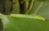 Colobochyla salicalis: Larva (Lower Austria, Hainburg, Hundsheimer Berg, late June 2018) [M]