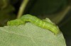 Colobochyla salicalis: Larva (Lower Austria, Hainburg, Hundsheimer Berg, late June 2018) [M]