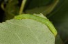 Colobochyla salicalis: Larva (Lower Austria, Hainburg, Hundsheimer Berg, late June 2018) [M]