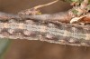 Cerocala sana: Larva (Lanzarote, Teguise, January 2020) [M]